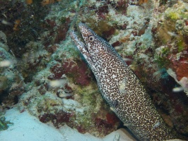 IMG 3205 Spotted Moray